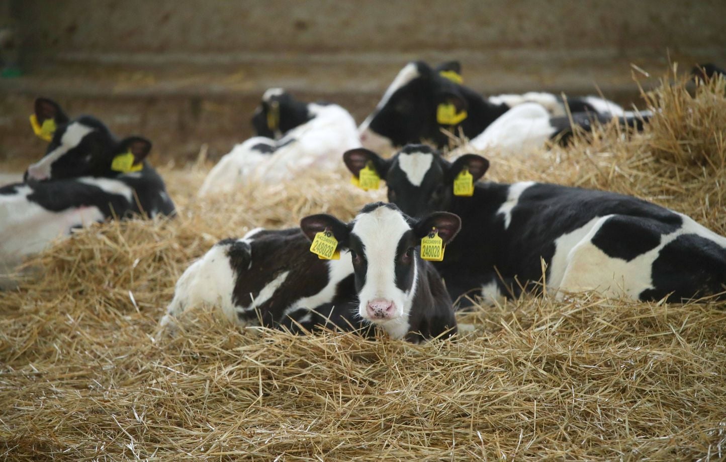Mujer de 67 años muere atacada por rebaño de vacas Mujer de 67 años muere atacada por rebaño de vacas